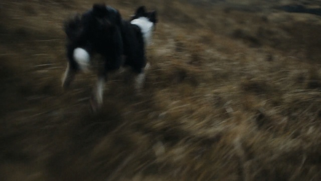 Video Reference: Mammal, Canidae, Dog, Border collie, Karelian bear dog, Dog breed, Herding dog, Carnivore, Working dog, Sporting Group