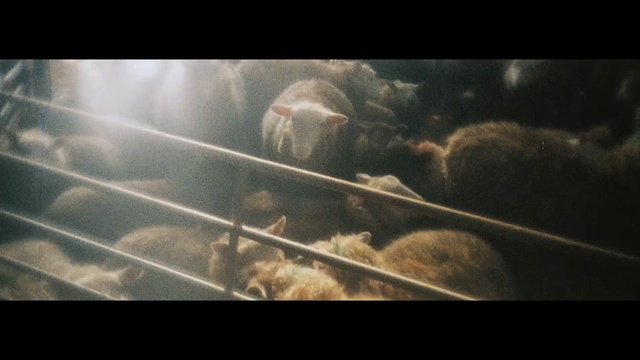 Video Reference: atmosphere, screenshot, sky, darkness, snout, organism, computer wallpaper