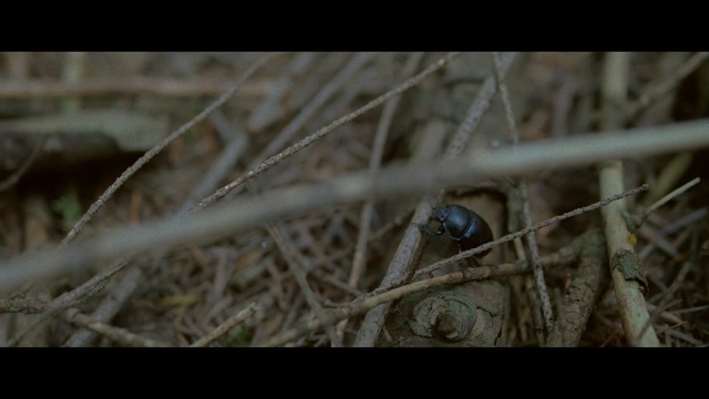 Video Reference: Nature, Insect, Organism, Plant, Invertebrate, Twig, Wildlife, Adaptation, Pest, Macro photography