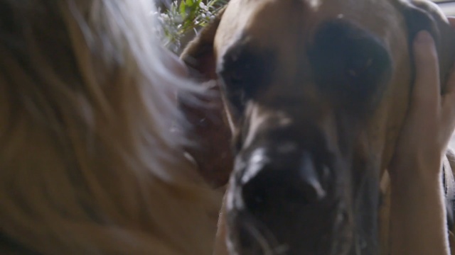 Video Reference: dog, snout, mane, stallion, horse supplies, mustang horse