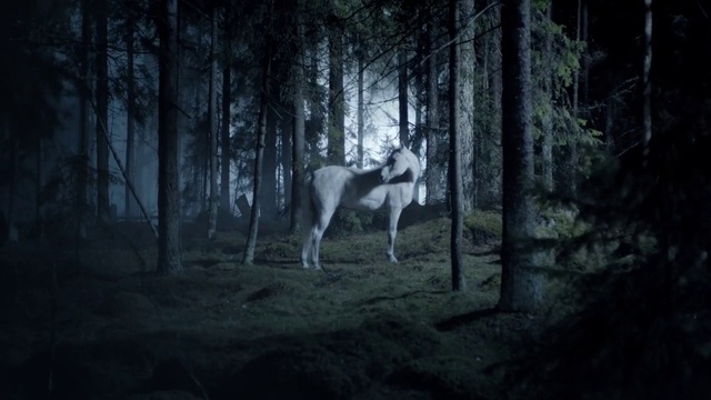 Video Reference: Nature, Woodland, Black, Wildlife, Darkness, Natural environment, Forest, Tree, Light, Atmosphere