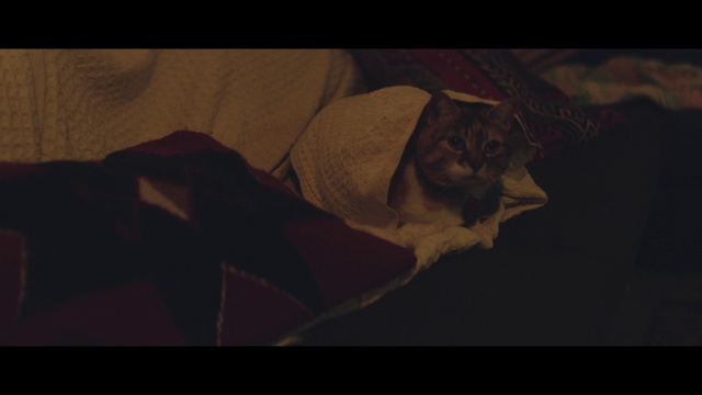 Video Reference: Black, White, Darkness, Brown, Light, Head, Organism, Nose, Human, Purple