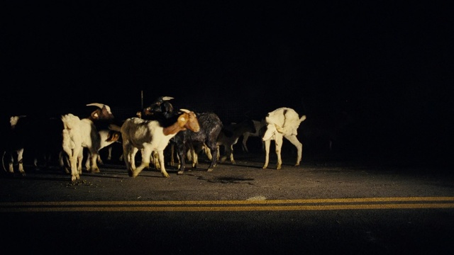 Video Reference: Herd, Wildlife, Night, Bovine, Event, Goat, Darkness, Performing arts, Cow-goat family, Fawn