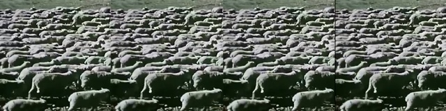 Video Reference: herd, sheep, sheep, field, livestock, grass, animal migration, pasture, crop, grazing