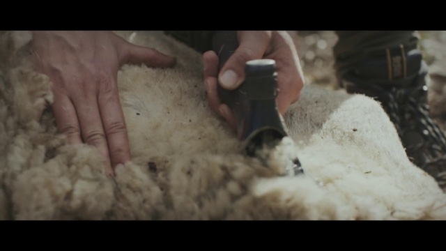Video Reference: Sheep, Sheep, Sheep shearer, Fur, Wool, Soil, Textile, Hand, Cow-goat family, Livestock