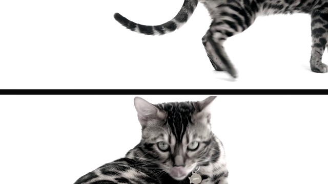 Video Reference: Cat, Mammal, Small to medium-sized cats, Felidae, Black-and-white, Whiskers, Tabby cat, Carnivore, Dragon li, American shorthair