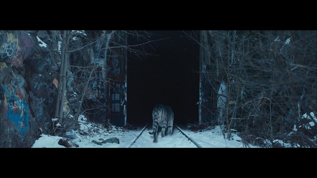 Video Reference: Nature, Black, Darkness, Natural environment, Winter, Wildlife, Forest, Tree, Woodland, Atmosphere