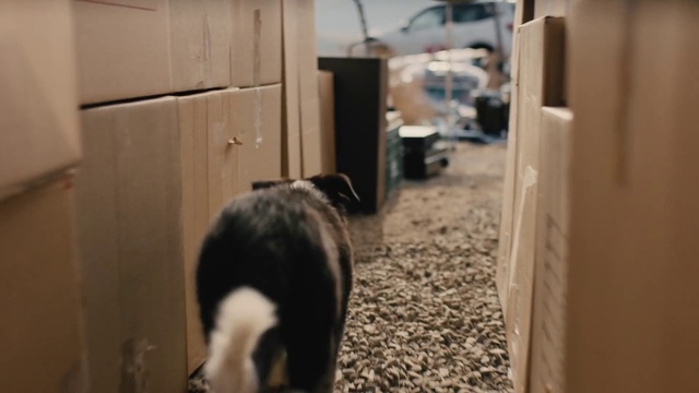 Video Reference: Border collie, Cat, Carnivore, Canidae, Room, Floor, Boston terrier, Wood, Felidae, Siberian husky