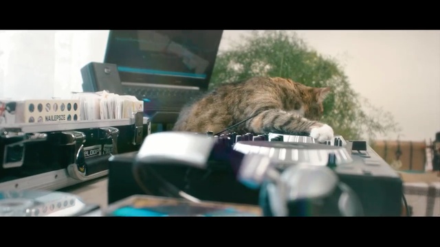 Video Reference: Felidae, Cat, Whiskers, Fur, Photography, Domestic short-haired cat, Small to medium-sized cats, Carnivore, Automotive window part