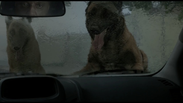 Video Reference: Windshield, Glass, Snout, Automotive window part, Windscreen wiper, Window, Rear-view mirror, Auto part, Automotive mirror, Dog breed