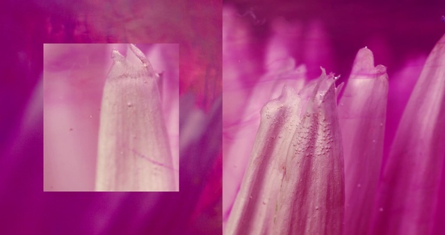 Video Reference: Pink, Purple, Violet, Magenta, Text, Colorfulness, Textile, Petal, Plant, Flower