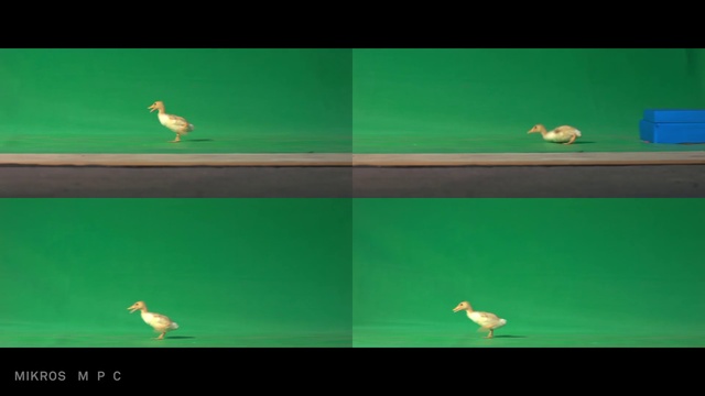 Video Reference: Green, Sky, Bird, Seabird, Games