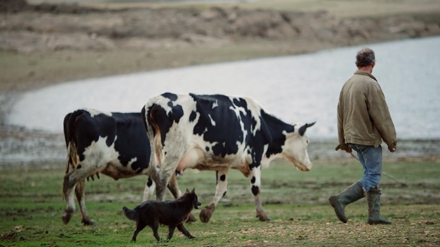 Video Reference: cattle like mammal, dairy cow, rural area, pasture, herd, dairy, livestock, grass, ox, bull, Person