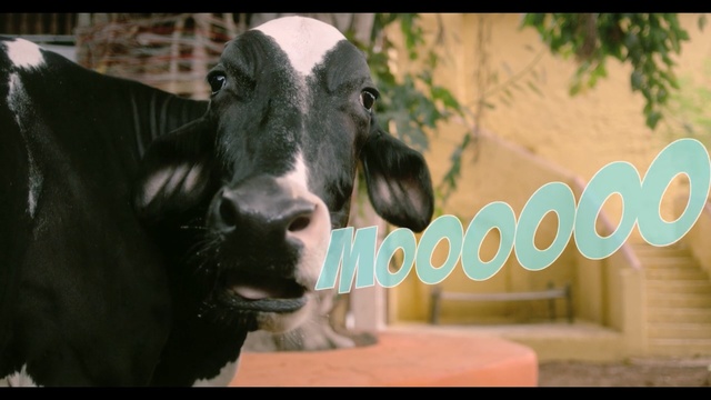 Video Reference: Snout, Photo caption, Bovine, Working animal, Organism, Livestock, Adaptation, Goats, Cow-goat family, Goat, Person