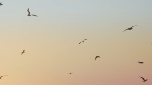 Video Reference: Sky, Flock, Bird migration, Bird, Animal migration, Atmospheric phenomenon, Daytime, Morning, Seabird, Wing