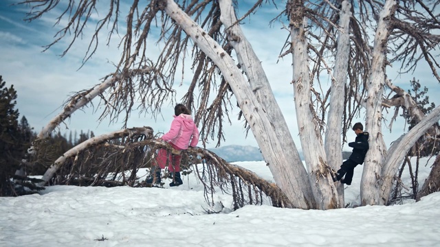 Video Reference: snow, winter, tree, freezing, geological phenomenon, ice, branch, plant, sky, fun