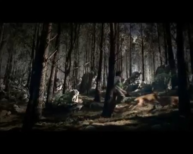 Video Reference: Woodland, Nature, Tree, Forest, Natural environment, Old-growth forest, Wilderness, Northern hardwood forest, Biome, Natural landscape