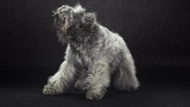 Video Reference: dog like mammal, mammal, dog breed, dog, dog breed group, schnoodle, wire hair fox terrier, carnivoran, miniature schnauzer, terrier, Person