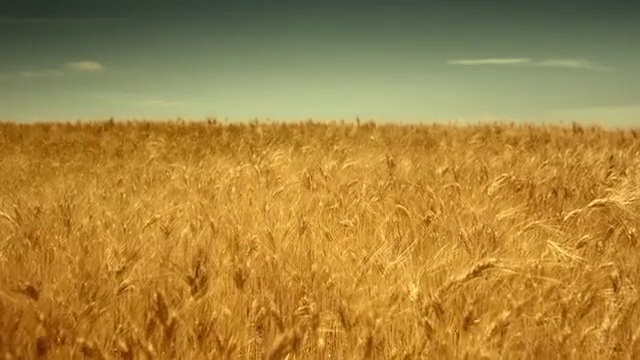 Video Reference: Field, Barley, Rye, Grain, Malt, Crop, Agriculture, Einkorn wheat, Grass, Plant