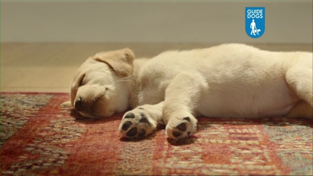 Video Reference: dog, labrador, home, floor