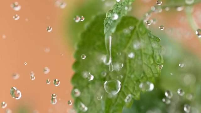 Video Reference: Dew, Moisture, Water, Green, Drop, Macro photography, Leaf, Liquid bubble, Close-up, Grass, Nature, Rain, Sitting, Table, Droplet, Liquid, Fluid, Soft drink, Web, Dewdrop