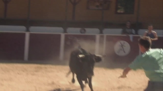 Video Reference: bull, wild, mammal, animals