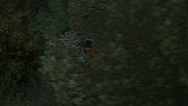 Video Reference: Green, Black, Biome, Organism, Tree, Wildlife, Forest, Plant