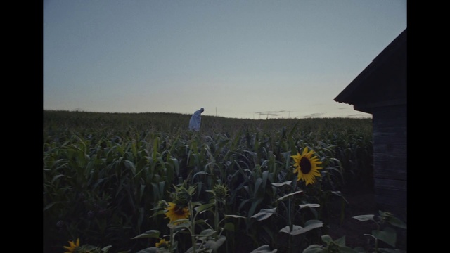 Video Reference: Sunflower, Field, Yellow, Flower, Plant, Crop, Prairie, sunflower, Wildflower, Grass family