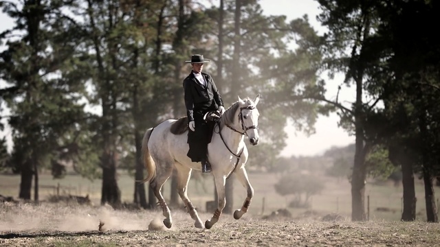 Video Reference: horse, bridle, rein, equestrianism, western riding, stallion, english riding, horse tack, tree, horse like mammal, Person
