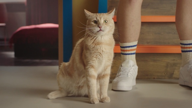 Video Reference: Cat, Mammal, Vertebrate, Small to medium-sized cats, Felidae, Whiskers, Carnivore, European shorthair, Domestic short-haired cat, Aegean cat
