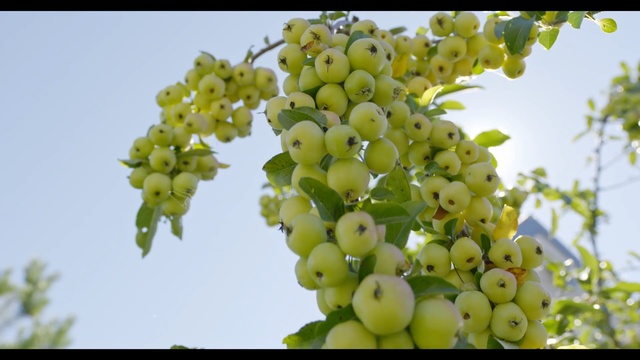 Video Reference: fruit, tree, fruit tree, plant, seedless fruit, produce
