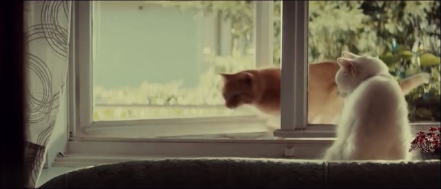 Video Reference: windowsill, sill, structural member, support, cat, animal, pet, cute, domestic, feline, device, fur, Person