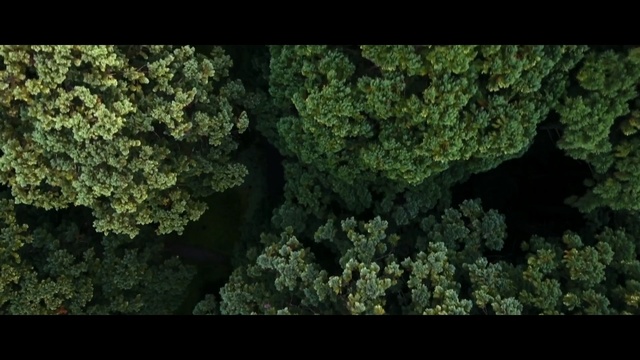 Video Reference: Nature, Green, Vegetation, Leaf, Natural environment, Organism, Plant, Biome, Forest, Tree, Person