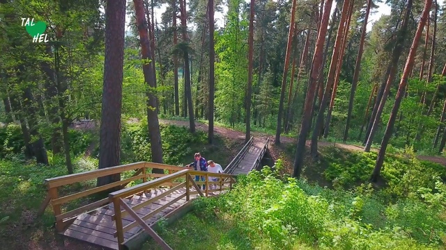 Video Reference: Nature reserve, Nature, Natural landscape, Forest, Natural environment, Vegetation, Tree, Old-growth forest, Jungle, Biome