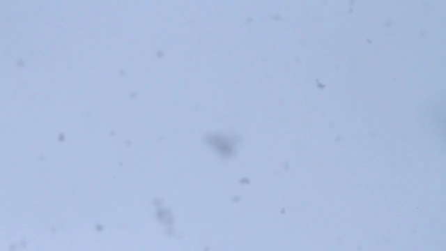 Video Reference: invertebrate, nematode, crustacean, worm, arthropod, animal, weather, sky