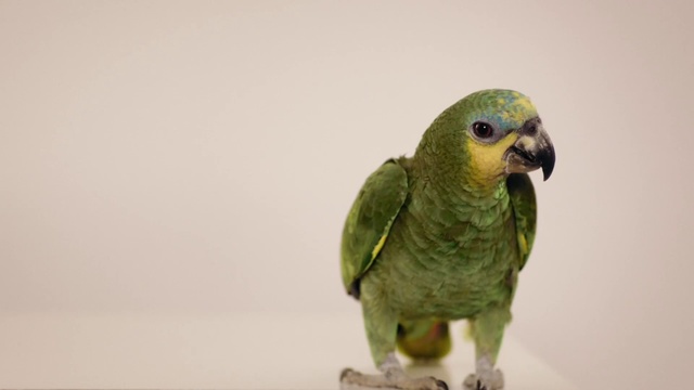 Video Reference: Bird, Vertebrate, Beak, Parakeet, Parrot, Budgie, Feather, Perico, Eye, Wing