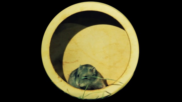 Video Reference: circle, still life photography, computer wallpaper