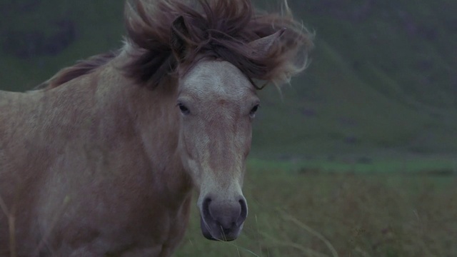 Video Reference: Horse, Mammal, Vertebrate, Mane, Mustang horse, Snout, Mare, Stallion, Organism, Pony