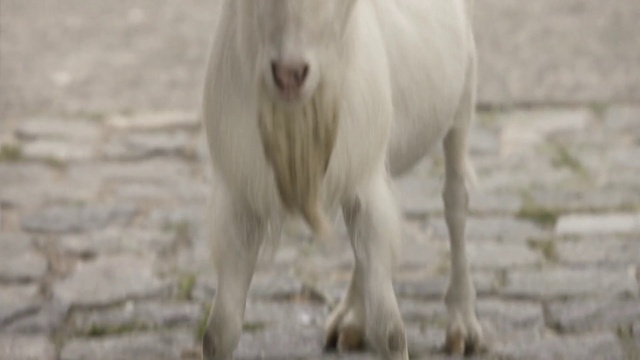 Video Reference: Vertebrate, Goats, Mammal, Goat, Cow-goat family, Bovine, Snout, Wildlife, Livestock, Mane