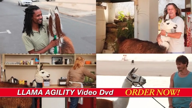 Video Reference: mammal, photo caption, communication, presentation, conversation, Person