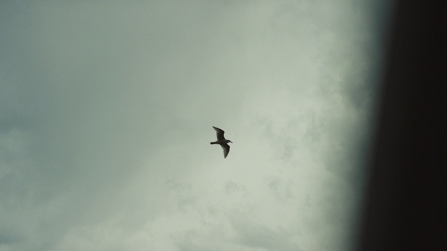 Video Reference: Sky, Atmospheric phenomenon, Wing, Fly, Pest, Cloud, Flight, Bird