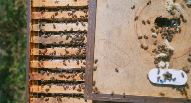 Video Reference: bee, honey bee, beehive, membrane winged insect, pollinator, insect, honeycomb, tree