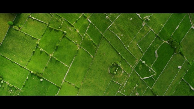 Video Reference: green, leaf, vegetation, water, moisture, aerial photography, grass, dew, biome, macro photography