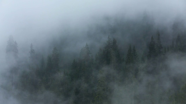 Video Reference: Mist, Fog, Atmospheric phenomenon, Haze, Atmosphere, Forest, Tree, Geological phenomenon, Sky, Hill station