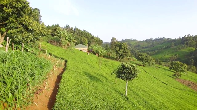 Video Reference: Vegetation, Nature, Natural landscape, Grassland, Hill station, Grass, Land lot, Nature reserve, Hill, Tree