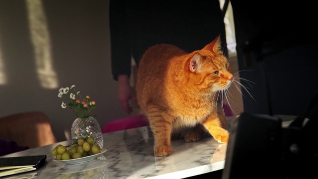 Video Reference: Cat, Small to medium-sized cats, Felidae, Whiskers, Tabby cat, European shorthair, Carnivore, Domestic short-haired cat, Asian, Plant