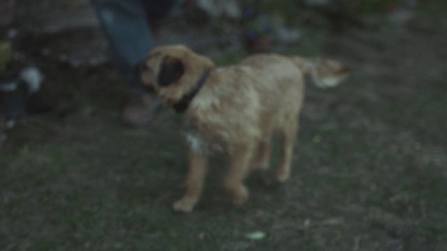 Video Reference: Dog, Mammal, Vertebrate, Dog breed, Canidae, Carnivore, Kangal dog, Border terrier, Sporting Group, Working dog