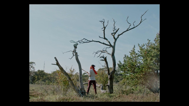 Video Reference: tree, ecosystem, sky, woody plant, vegetation, plant, flora, branch, ecoregion, landscape
