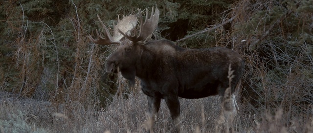 Video Reference: Wildlife, Moose, Antler, Terrestrial animal, Horn, Organism, Grass, Adaptation, Elk, Fawn