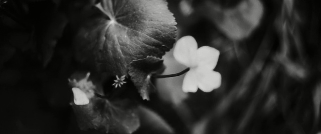 Video Reference: black, black and white, photograph, monochrome photography, photography, darkness, flora, emotion, monochrome, close up